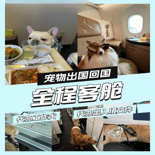 静海区宠物托运到白俄罗斯宠物入境规定和要求